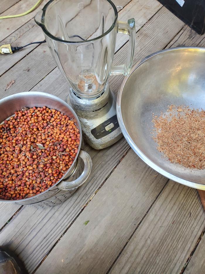grinding manzanita berries