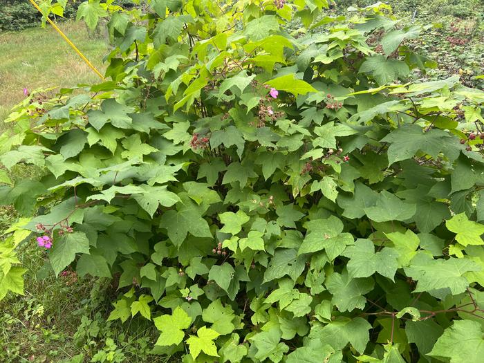 The bush