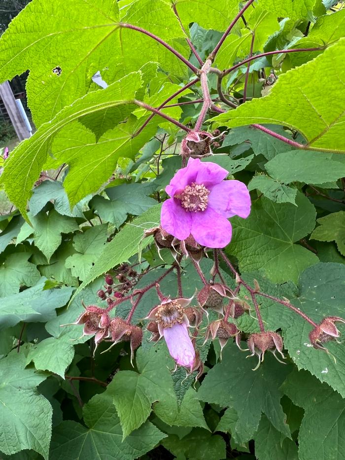 flower and immature berries