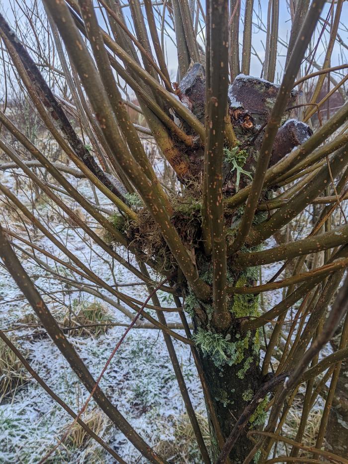 Willow nest in pollarded willow... 