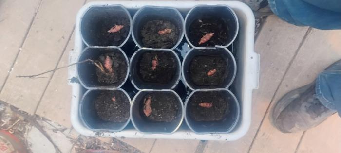 Bunch of little roots!