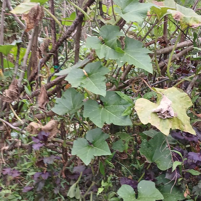 [Thumbnail for 20250828_171244.jpg]