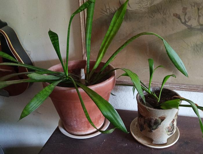 snake plant