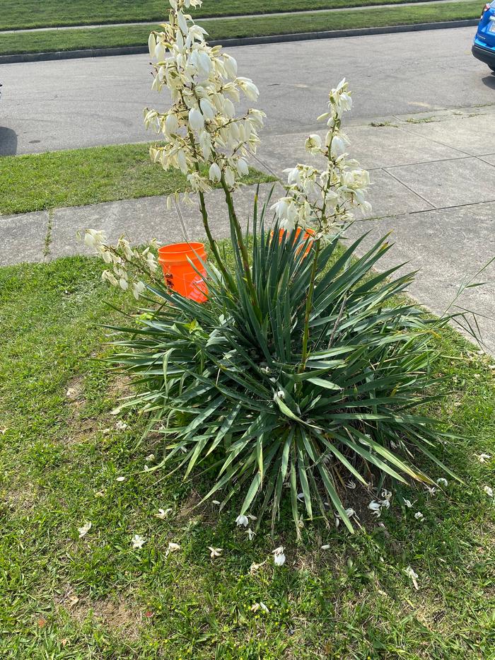 The yucca plant before collecting the leaves