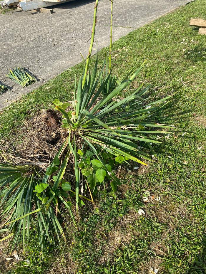 The remaining yucca leaves had poison ivy in them.