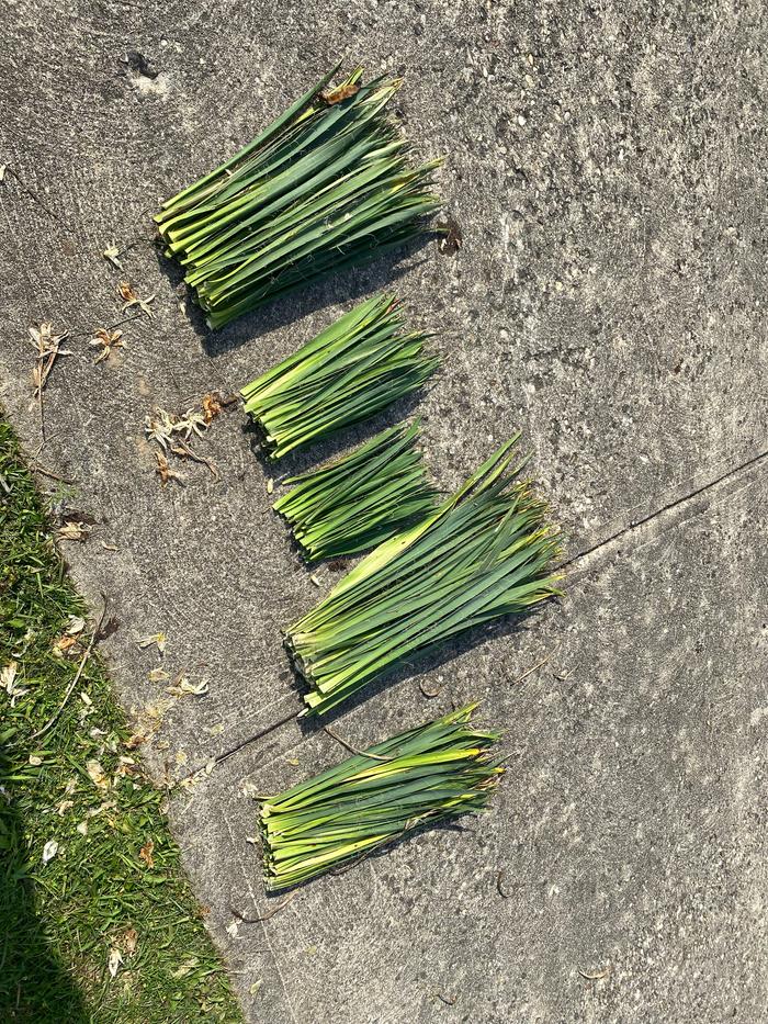 The yucca leaves cut from the plant ready for retting