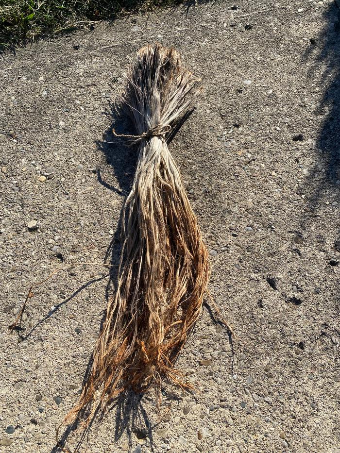 Bundle of leaf fibers after drying for a day and a half