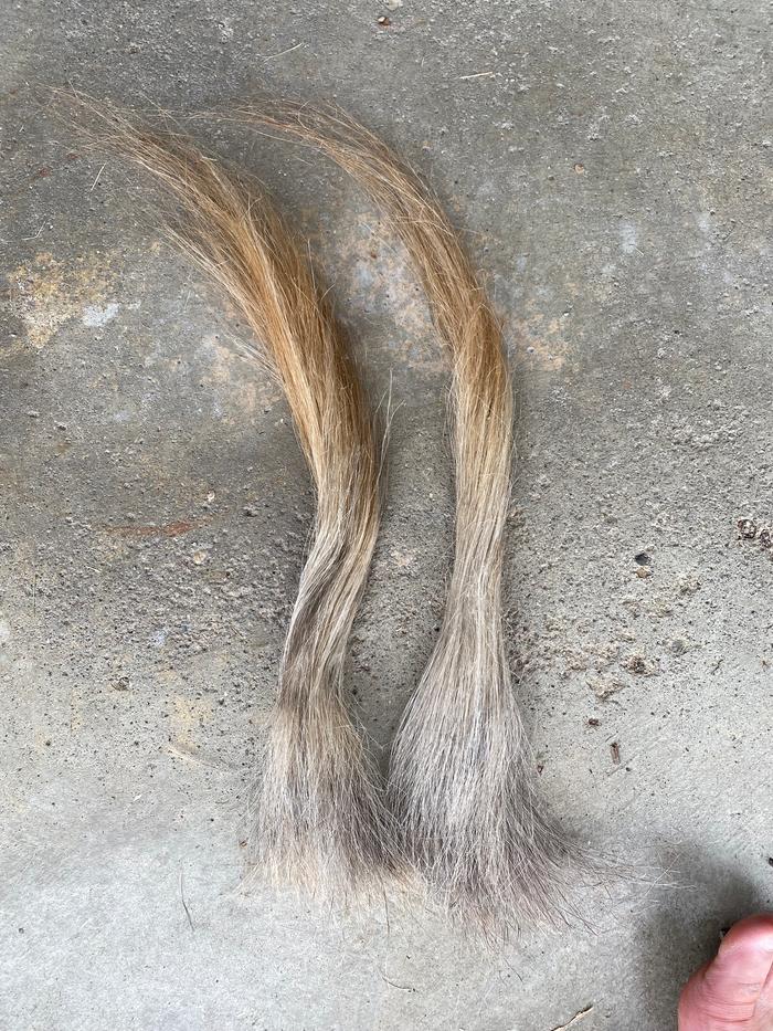 Hackled yucca line fiber. Notice the darker color at the base of the fiber versus the leaf tip.