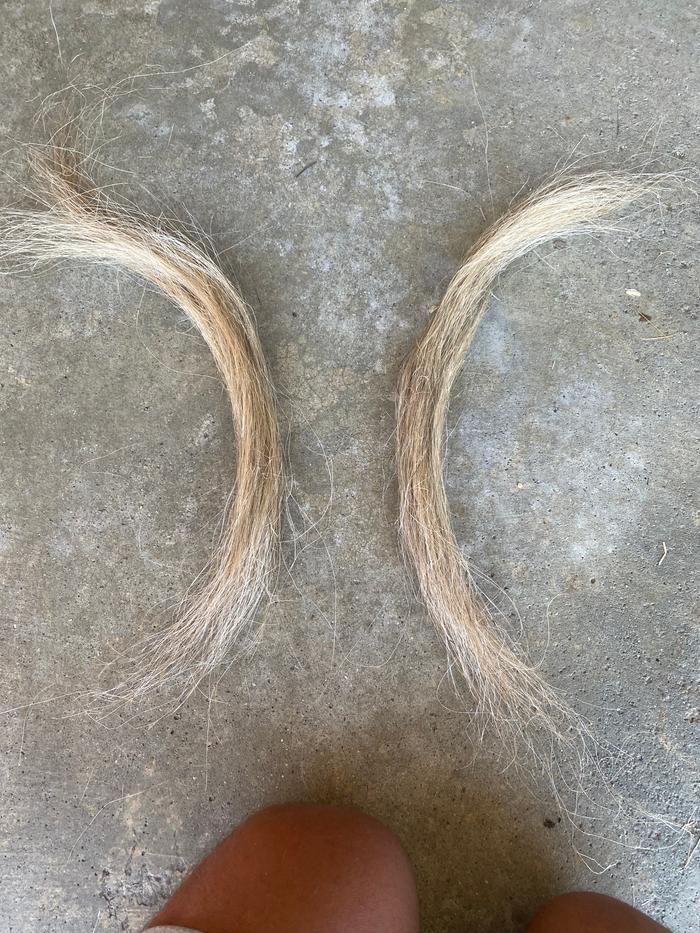 Long tow fiber. Notice the lack of a color difference between the ends of the bundles.