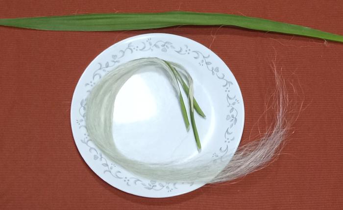 Yucca fiber