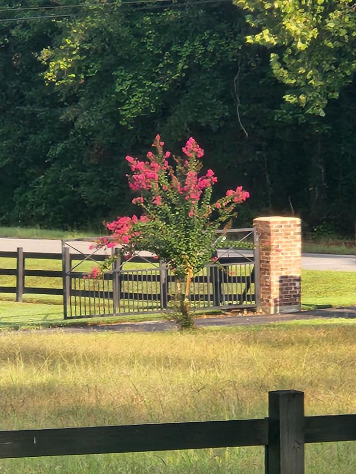 [Thumbnail for Hard-Prune.jpg]