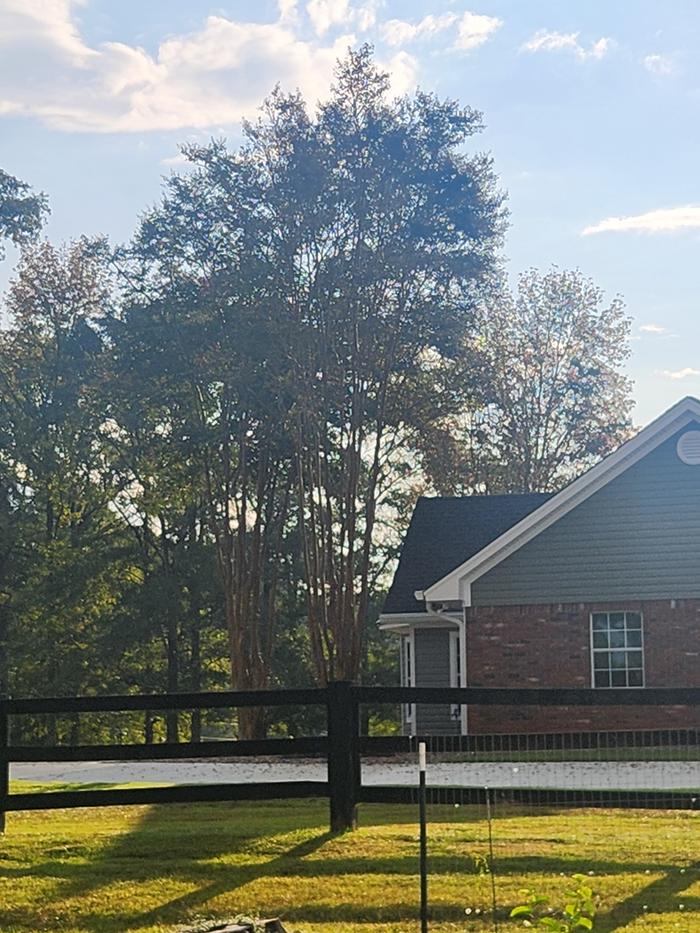 [Thumbnail for Light-no-prune.jpg]