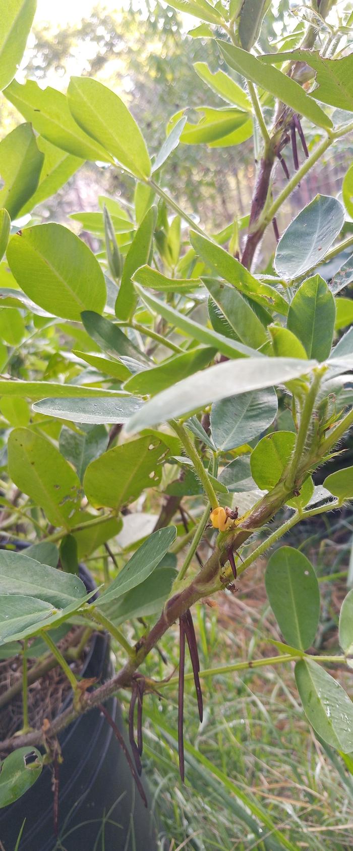 a flowering peanut plant