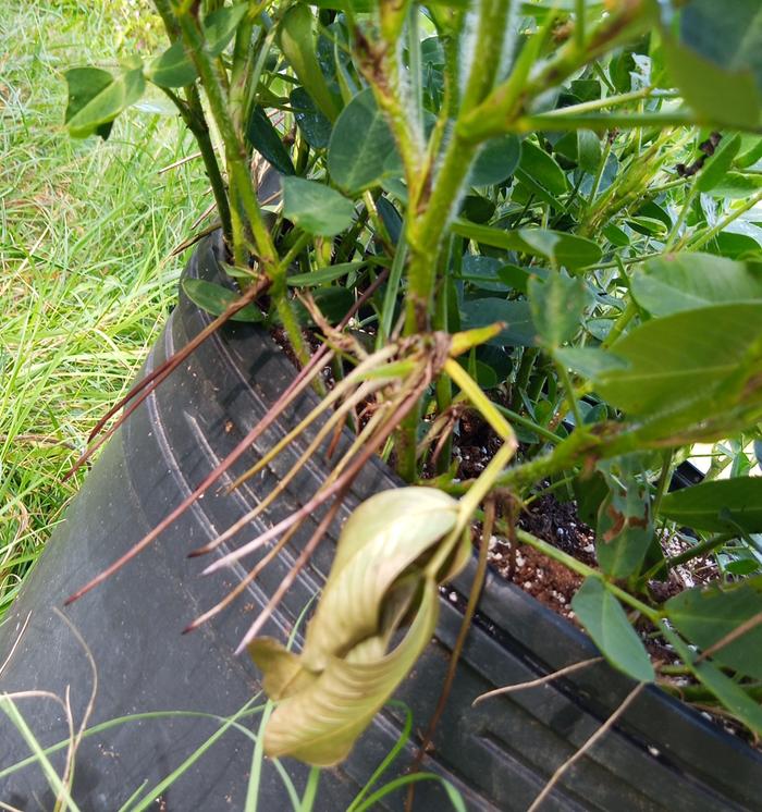 a pea nut plant in a pot with peg roots growing from stems