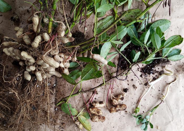 black peanuts and sprouts