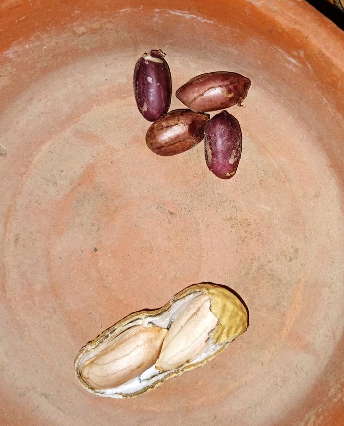 black peanuts above, red? below