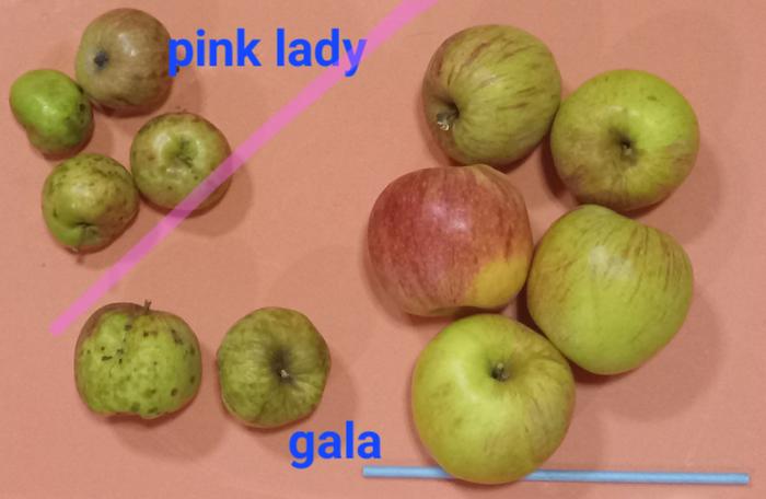 No spray apples