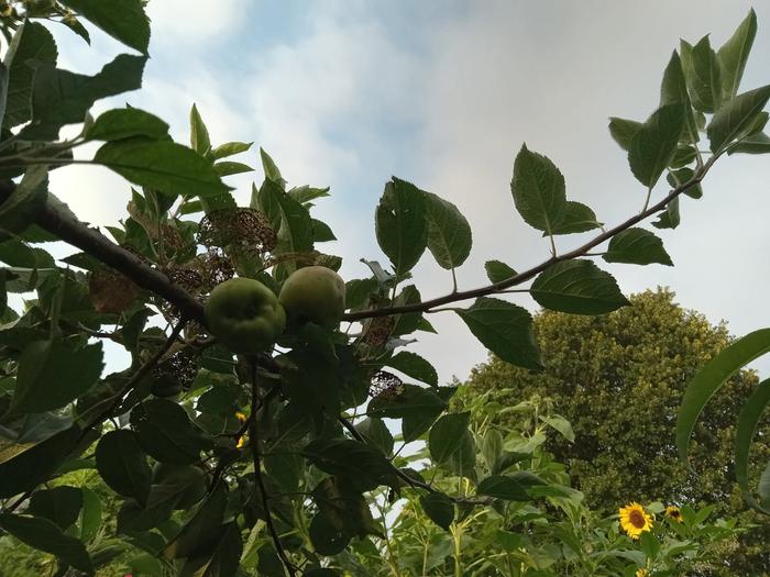 Pests only attacked certain leaves and fruits
