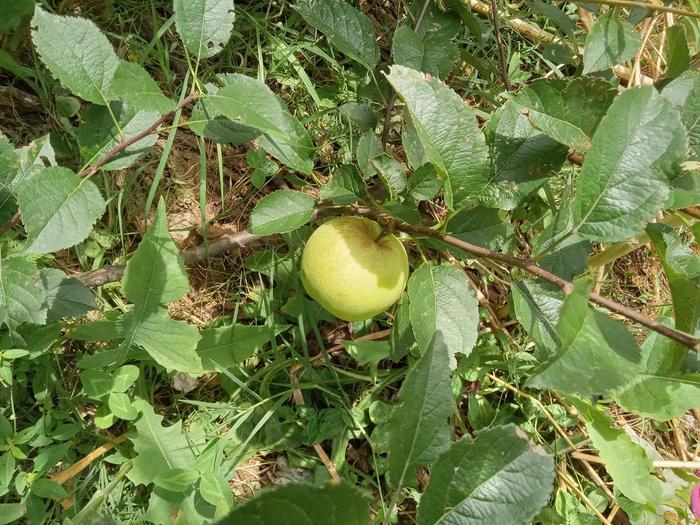 Healthy branch brings out healthy fruit