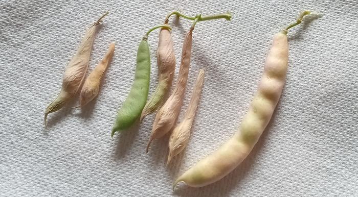 Green beans comparison 