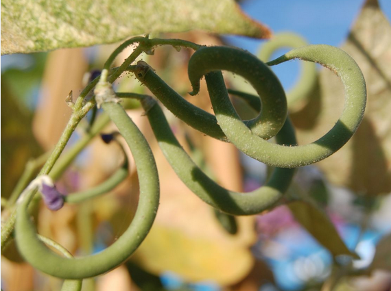 curled greenbeans