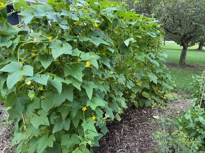 Cucumbers grown vertically on wood chips with a crabapple tree behind it
