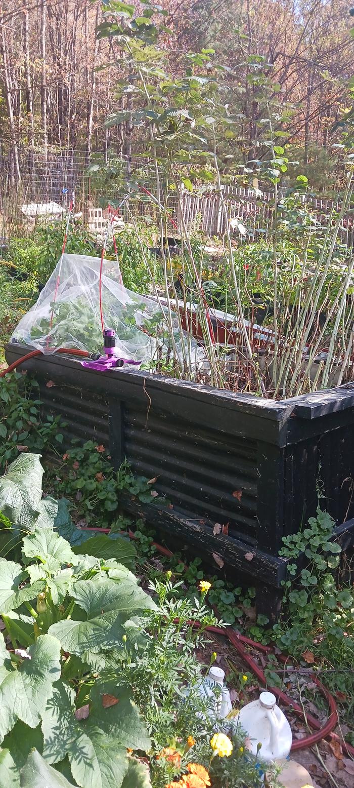 hugelkultur bed with rasperries and kale