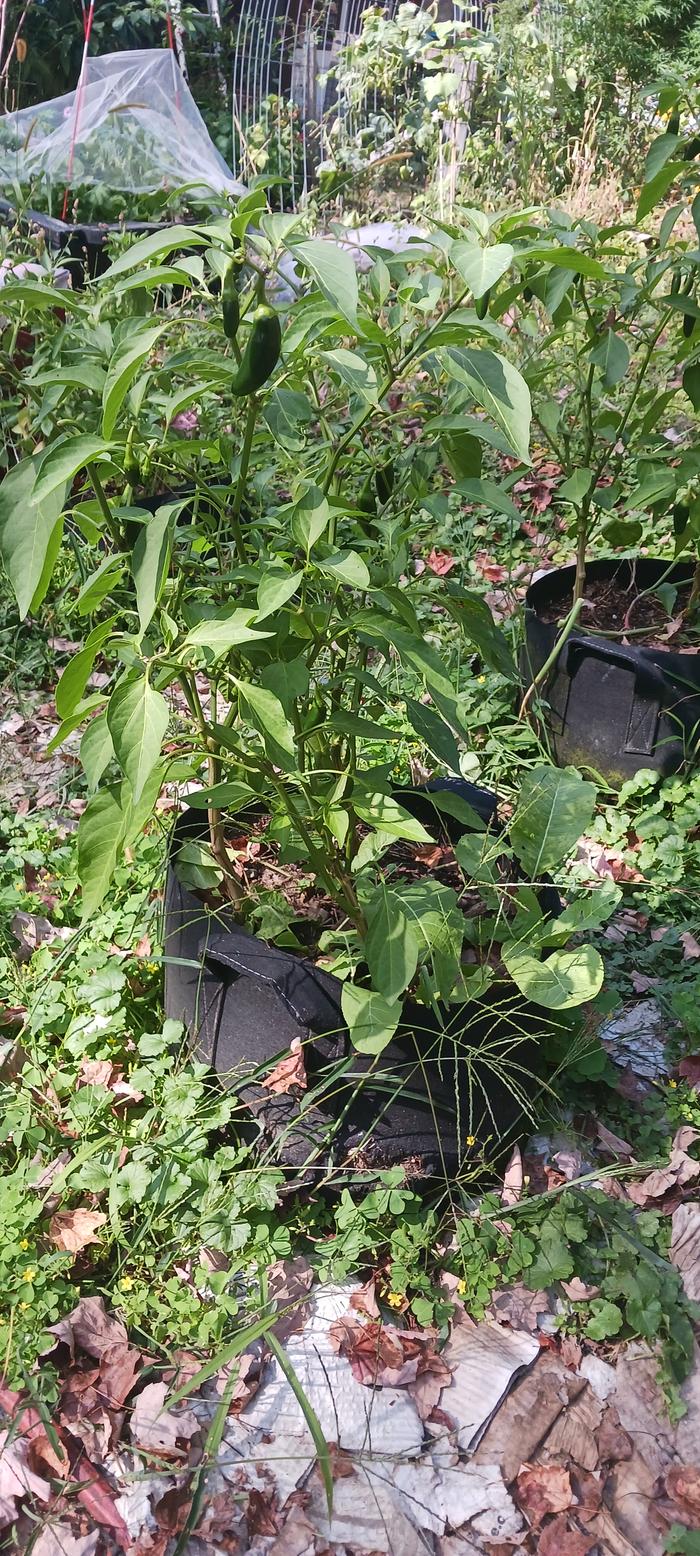chiles in a grow bag