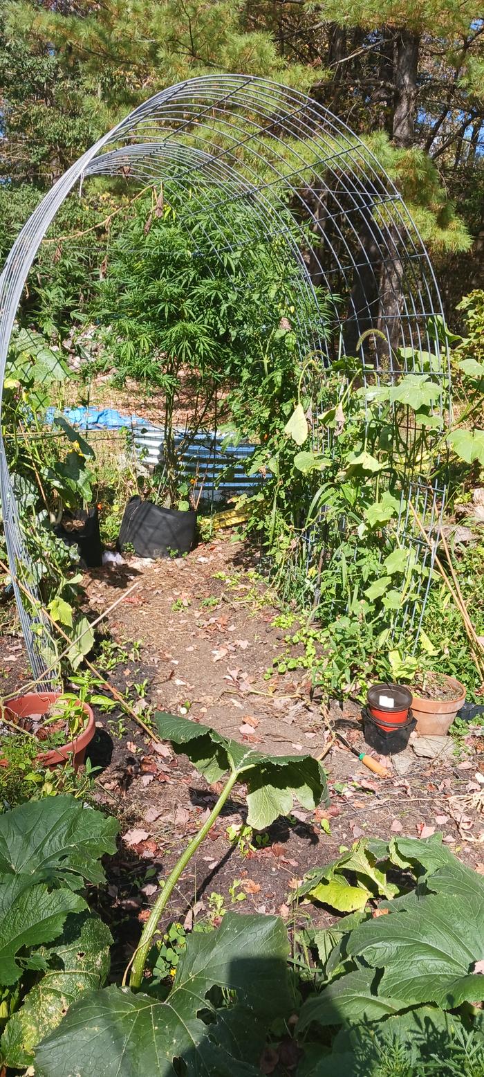 squash trellis