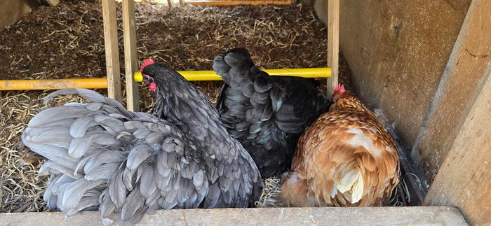 Chickens crowding the laying area