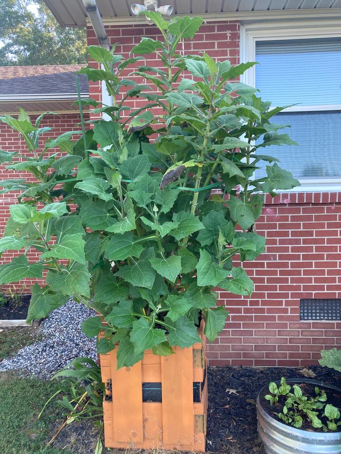 tall yacon plant growing in a wooden container