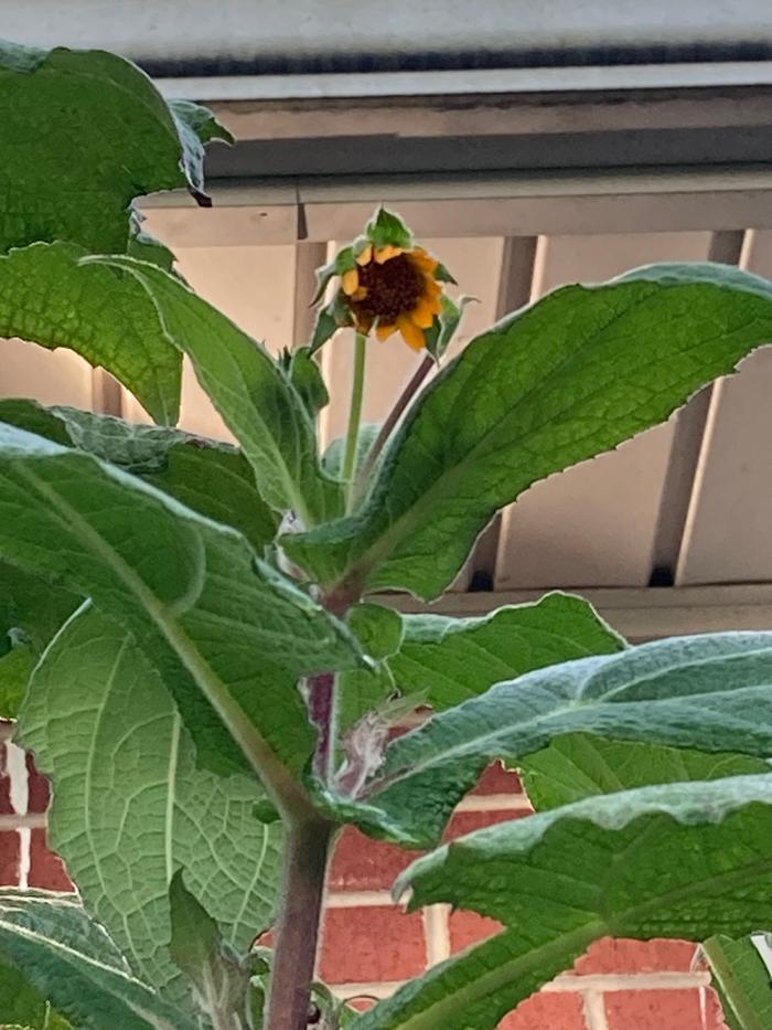 My first flower