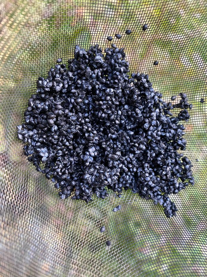 Seed char