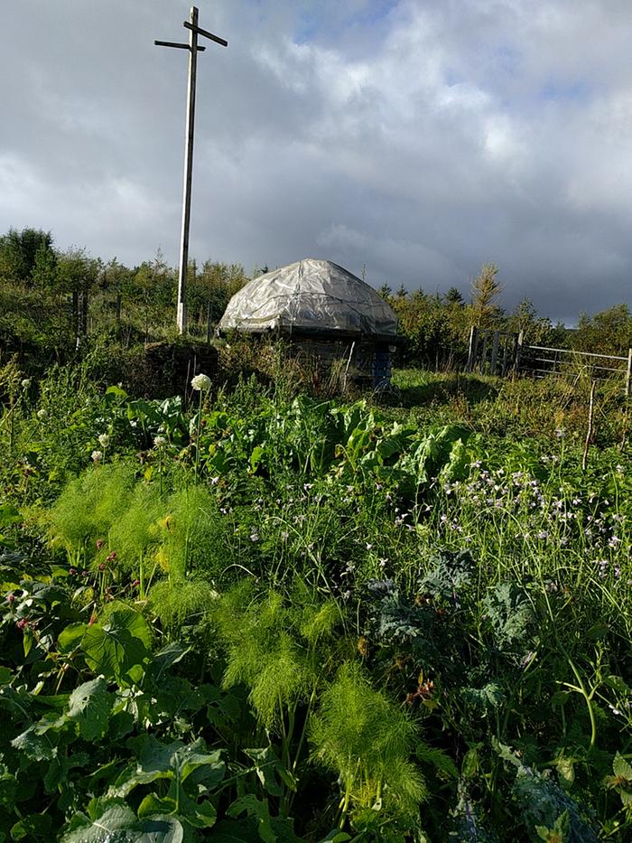 Vegetable garden on the Isle of Skye