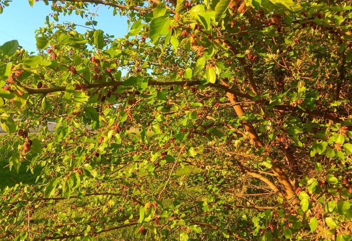 Wild mulberry 5/28/25