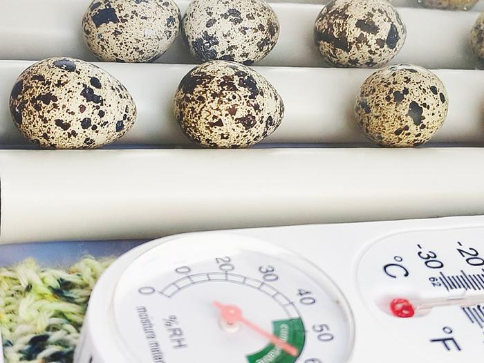 eggs in the incubator