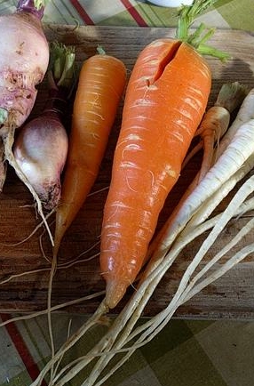 Real carrots!