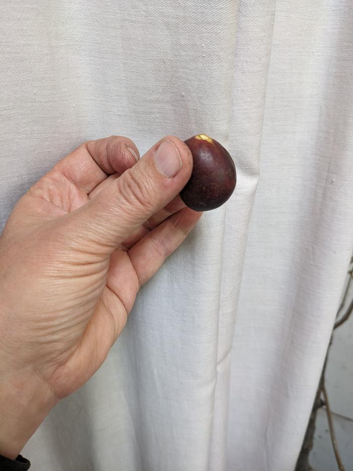 A ripe fig.