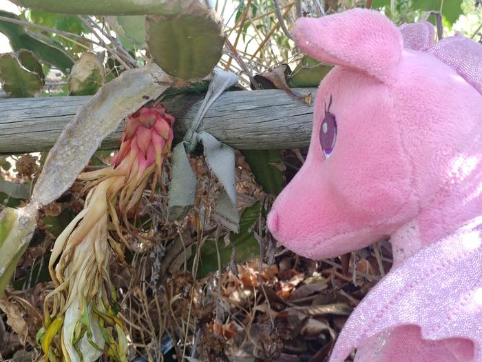 [Thumbnail for pink-dragons.jpg]