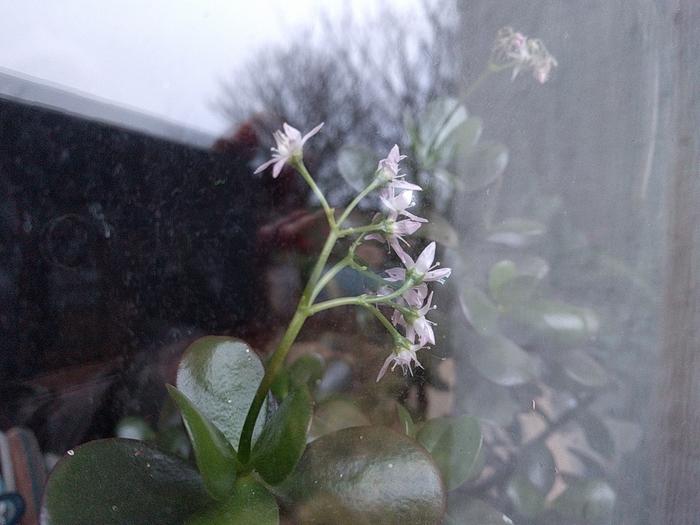 Jade plant flower viewed through window