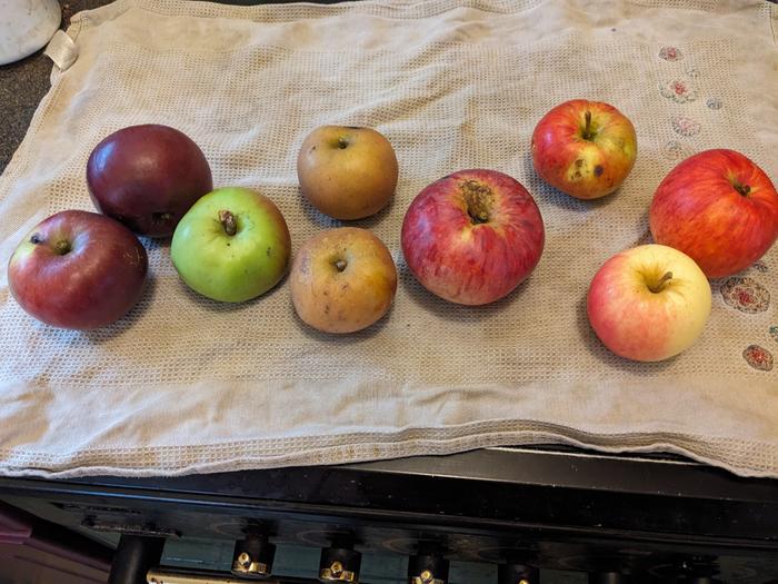 Two Coeur de Boeuf, Bramley's Seedling, two Egremont Russet, Howgate Wonder, James Grieve, Golden Delicious, and Lord Lambourne varieties.