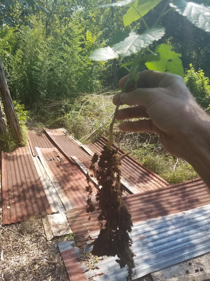 mulberry seedling with good root growth