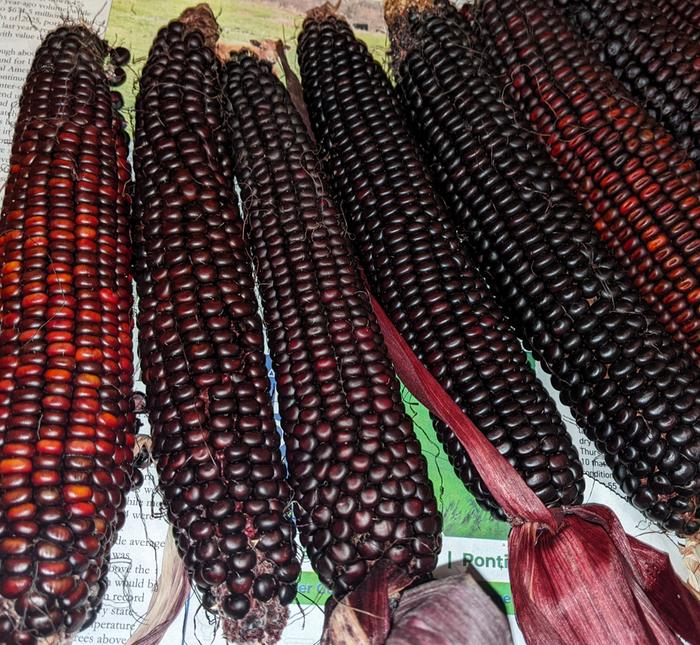 [Thumbnail for PXL_20250921_040502199.jpg]