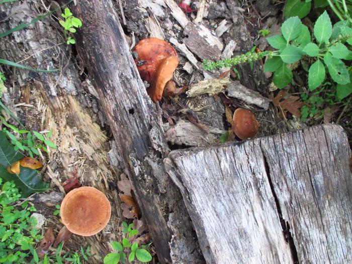 I hadn't finished covering all of the logs and found those three shiitakes in this picture today