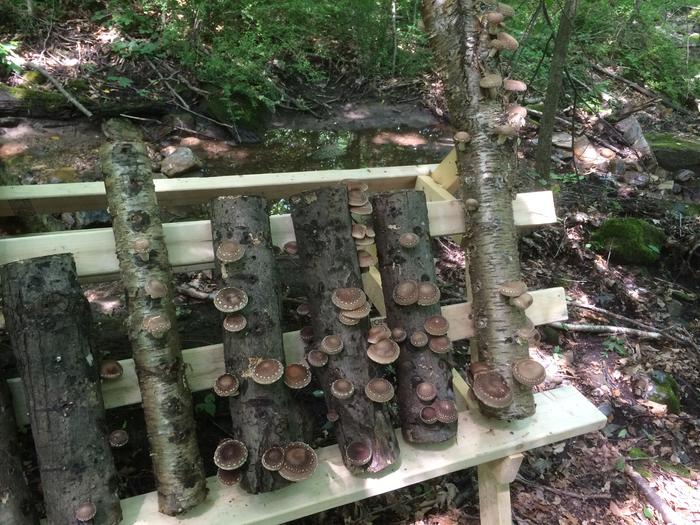 Shiitake production so far this year is 19 lbs