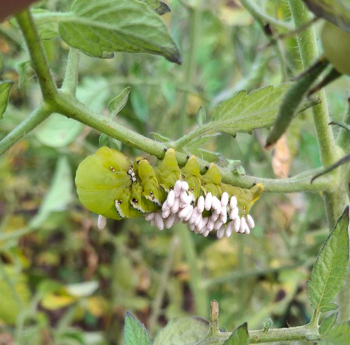 tomato hornworn, September 23, 2025