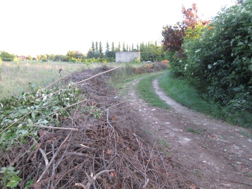 [Thumbnail for biomass.jpg]