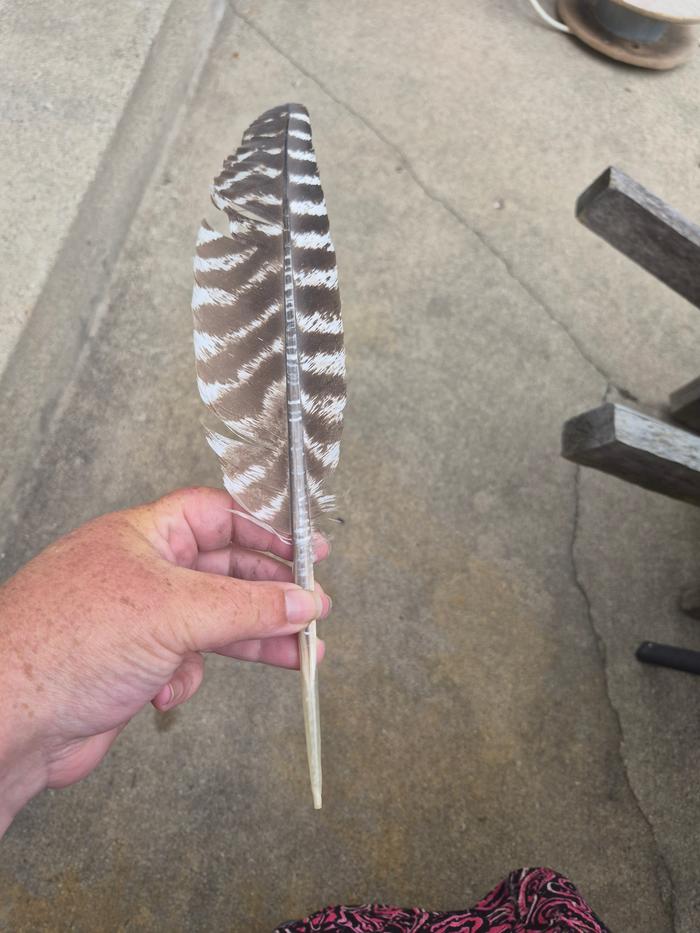 Turkey feather