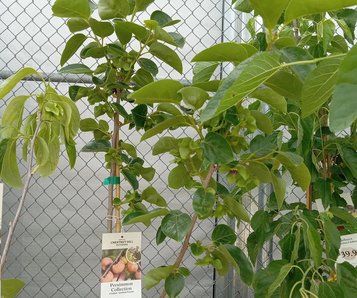 Fruiting size trees from Chestnut Hill Nursery for local pick up