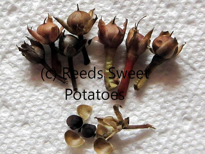 [Thumbnail for SP-Seed-Capsuels.JPG]